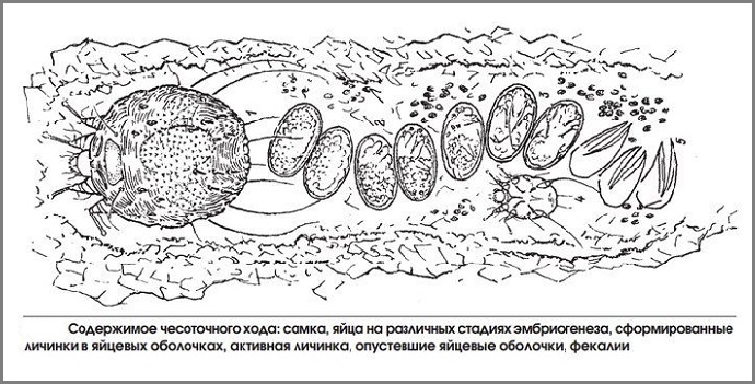 коростяний хід