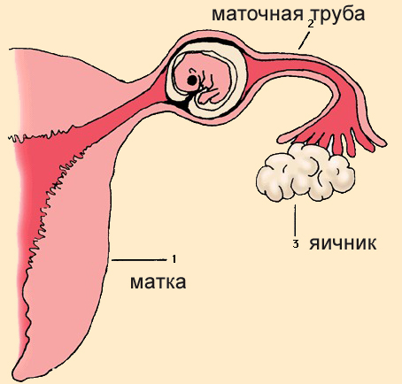 Чи можна на УЗД побачити позаматкову вагітність?