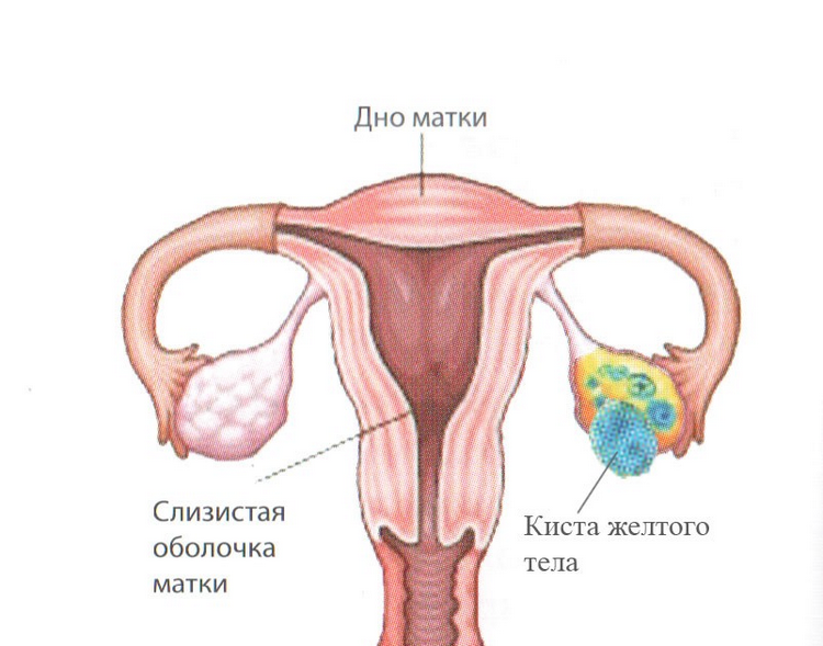 Як влаштовані жовте тіло і яйцеклітина?