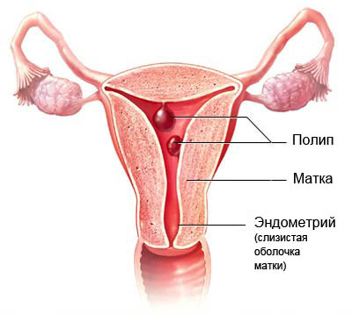 Як змінюється норма ендометрія, в залежності від дня циклу?