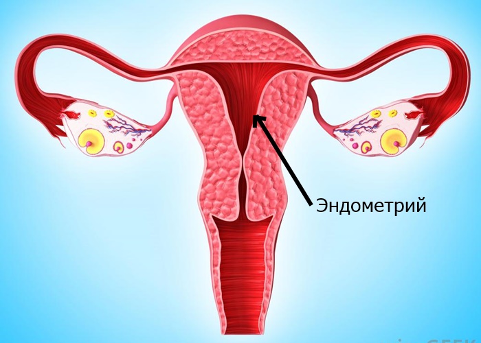 Як змінюється норма ендометрія, в залежності від дня циклу?