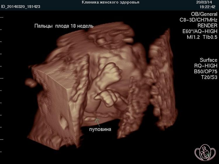 Якого розміру повинен бути плід при УЗД на 16 тижні?