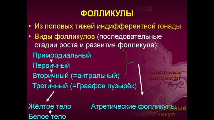 Коли потрібно робити фолікулогенез?