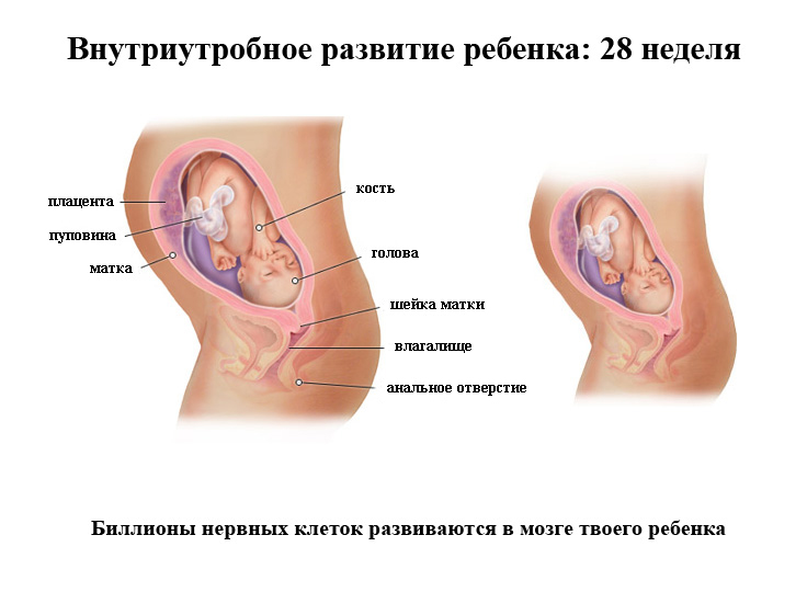 Що показує УЗД на 28 тижні?