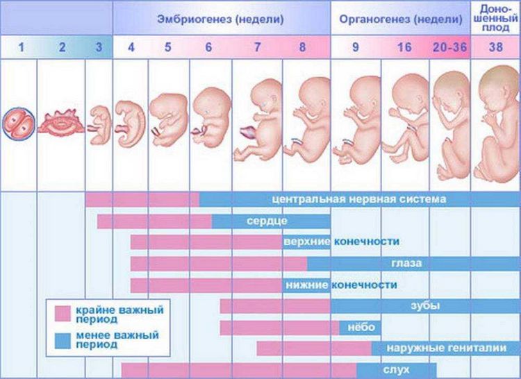 Що відбувається з ембріоном на шостому тижні вагітності?