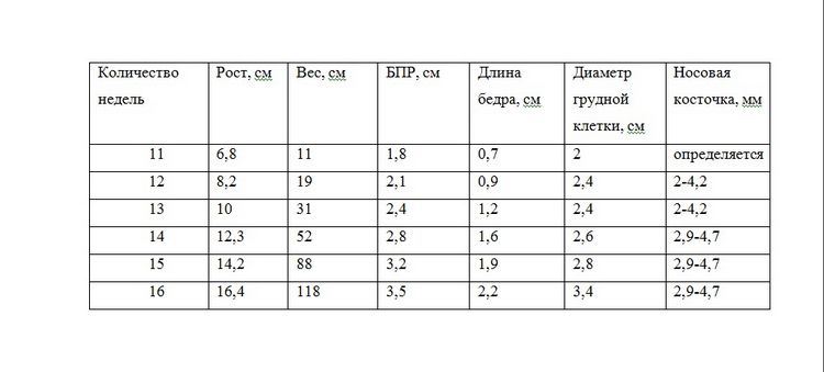 Що відстежують на першому УЗД при вагітності?